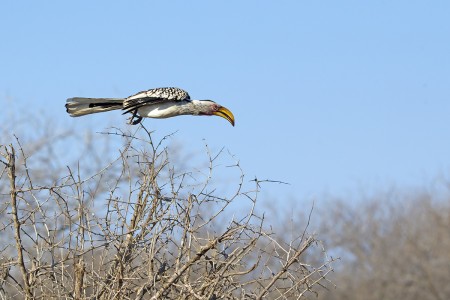 yellow Hornbill 